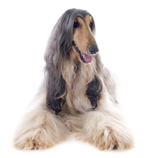 10 magníficos perros de pelo largo que te encantarán