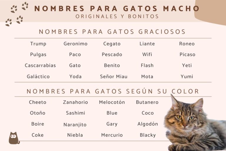 50 nombres originales para gatos machos: encuentra el nombre perfecto para tu felino