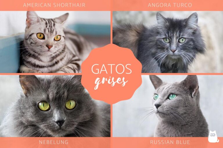 8 fascinantes razas de gatos grises para admirar