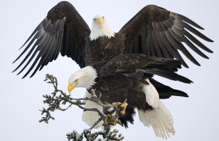 Aguilas: Fascinantes Características y Atributos