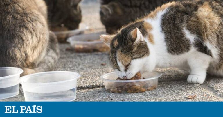 Alimenta a los gatos callejeros con nuestro carnet especial