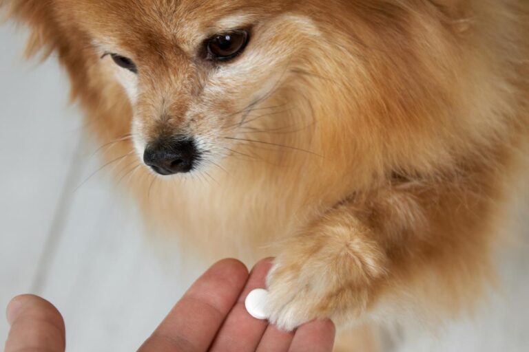 Alternativas naturales para el tratamiento de perros sin corticoides