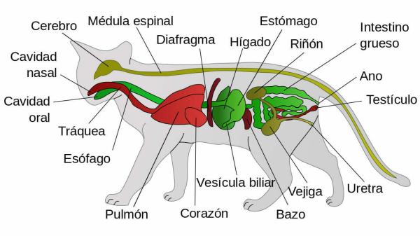 Anatomía del Gato: Todo lo que debes saber