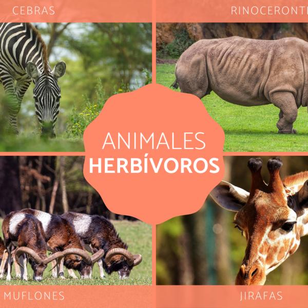 Animales Herbívoros: Definición, Tipos y Ejemplos Explorados