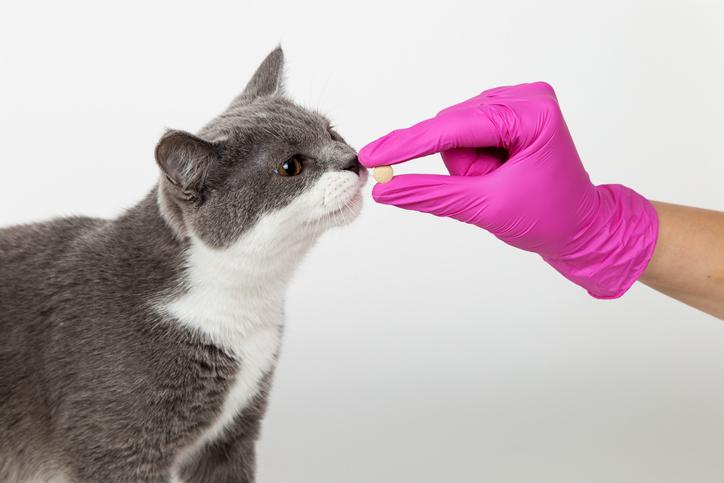 Antihistamínicos para gatos: Dosis, marcas y efectos secundarios