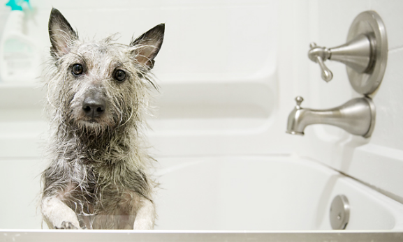 Bañar a un cachorro: guía completa para su primer baño