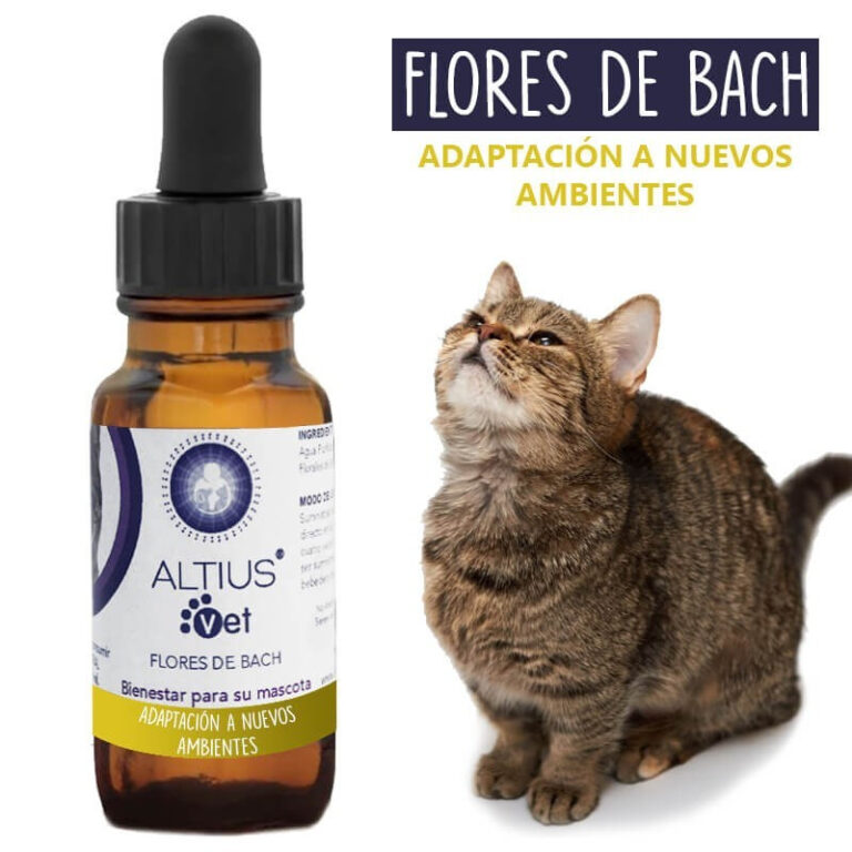 Beneficios de las Flores de Bach para gatos: Alivio natural y equilibrio