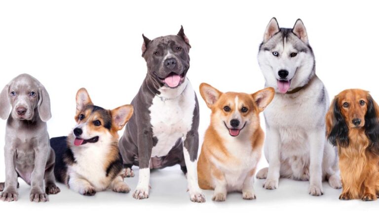 Beneficios del kefir para perros: una opción saludable y natural