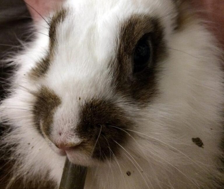 Beneficios y dosis de malta para conejos: cuida su salud