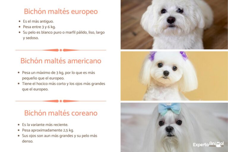 Bichon Maltés Americano: Tipos y Características