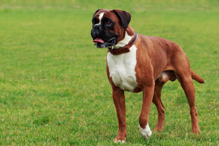 Boxer: Descubre las razas de perros más populares