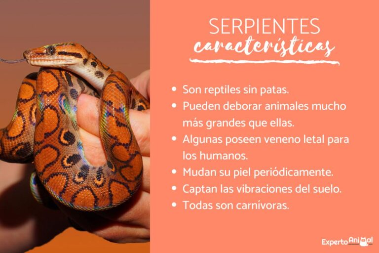 Características Asombrosas de las Serpientes: Todo lo que Debes Saber
