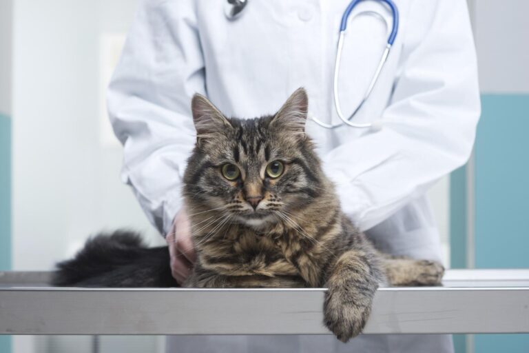 Causas y tratamiento de la ascitis en gatos: todo lo que necesitas saber