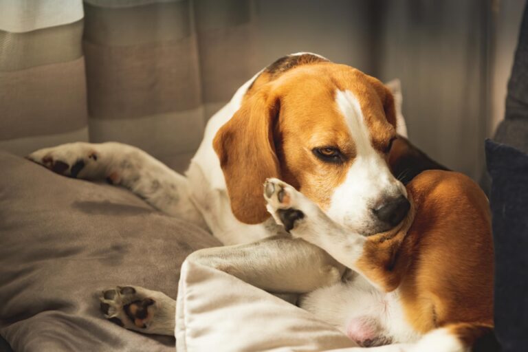 Chinches en perros: síntomas y tratamiento para picaduras