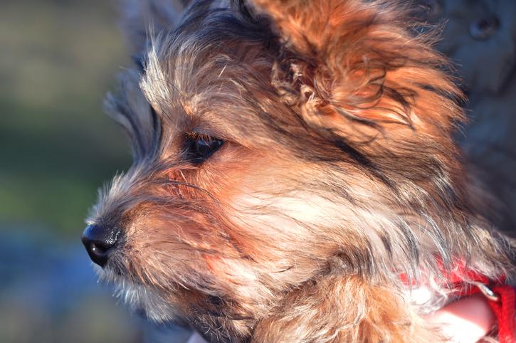 Chorkie: La encantadora raza de perros que debes conocer
