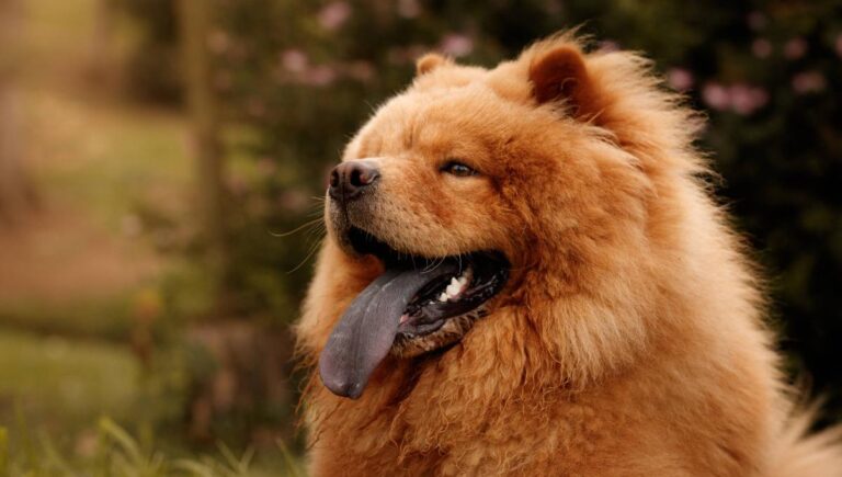 Chow Chow: Descubre todo sobre esta fascinante raza de perros