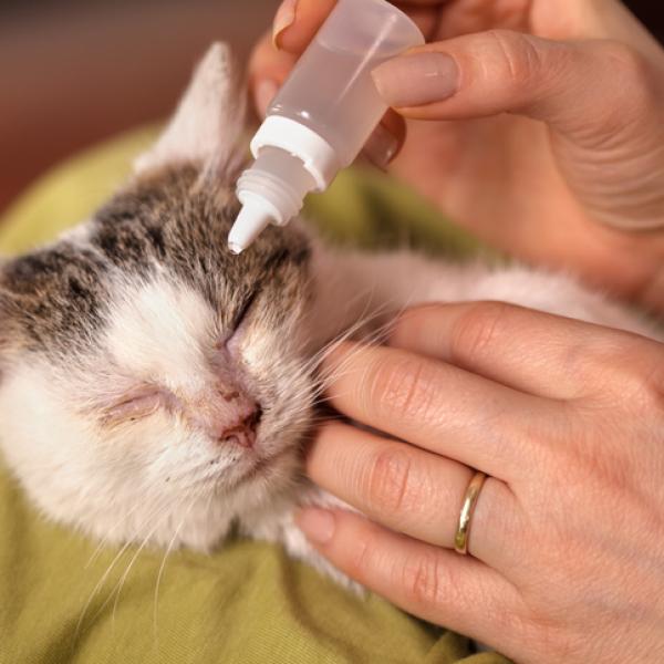 Colirios para gatos: tipos, dosis y usos, todo lo que necesitas saber