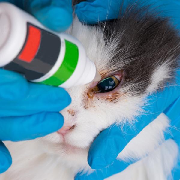 Cómo limpiar los ojos infectados de un gato: Guía práctica y eficaz