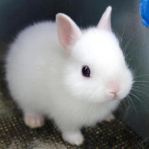 Conejo Holandés Enano: La adorable mascota de tamaño reducido