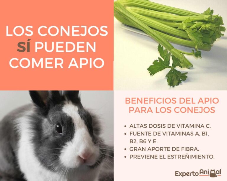 Conejos y apio: una combinación saludable para tu mascota
