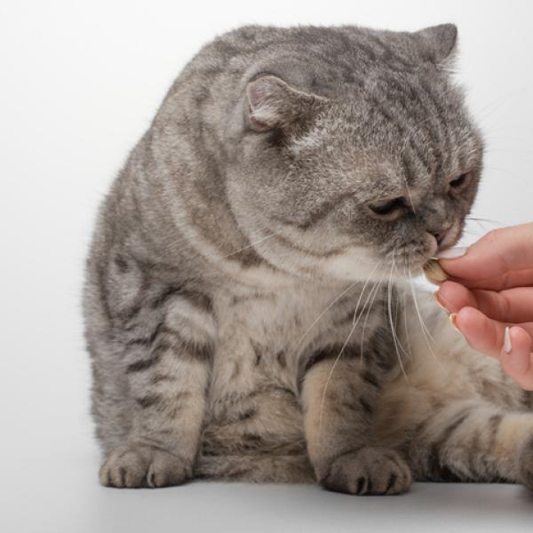 Corticoides para gatos: Dosis, beneficios y precauciones