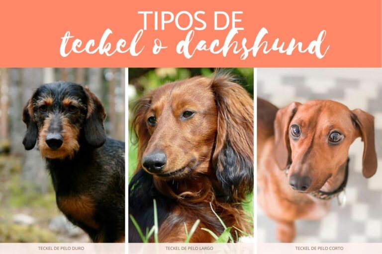Dachshund: Conoce las distintas razas y tipos de teckel o dachshund
