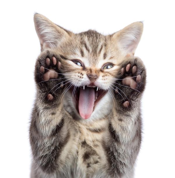 Dedos felinos: ¿Cuántos tienen los gatos?