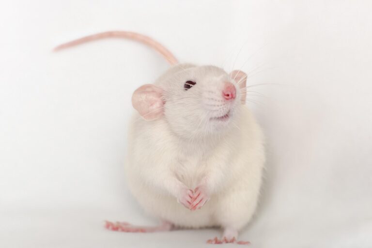 Descubre la fascinante vida de las ratas dumbo