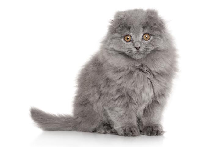 Descubre las encantadoras razas de gatos Highland Fold