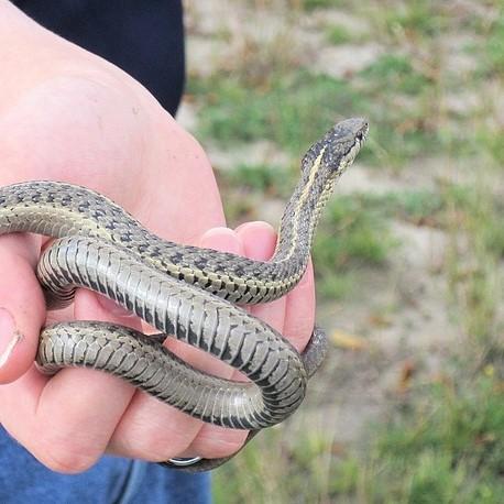 Diferencia entre culebras y serpientes: todo lo que debes saber