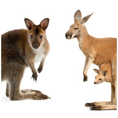 Diferencias entre Canguros y Wallabys: Todo lo que debes saber
