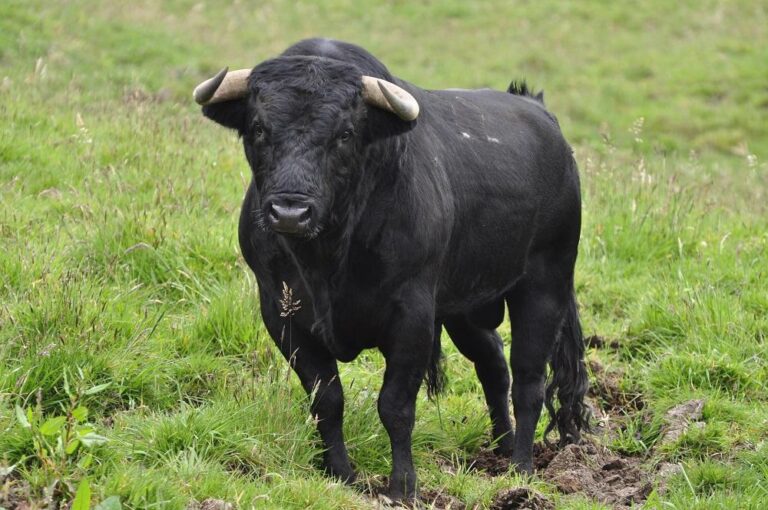 Diferencias entre toro y buey: todo lo que debes saber