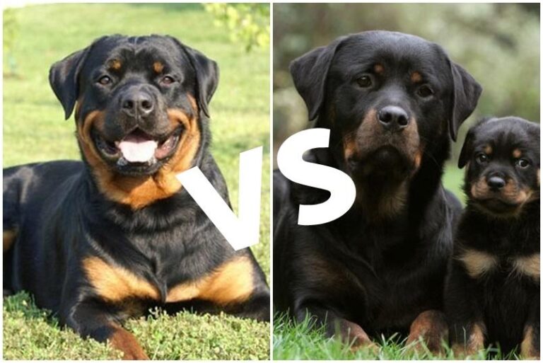 Diferencias y características del Rottweiler Americano y Alemán: Todo lo que necesitas saber