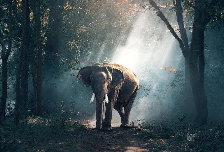 Dónde residen majestuosos elefantes: el hábitat de estas imponentes criaturas