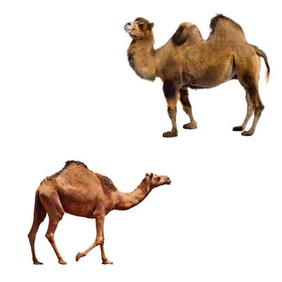 Dromedario vs Camello: Las Claves para Distinguirlos