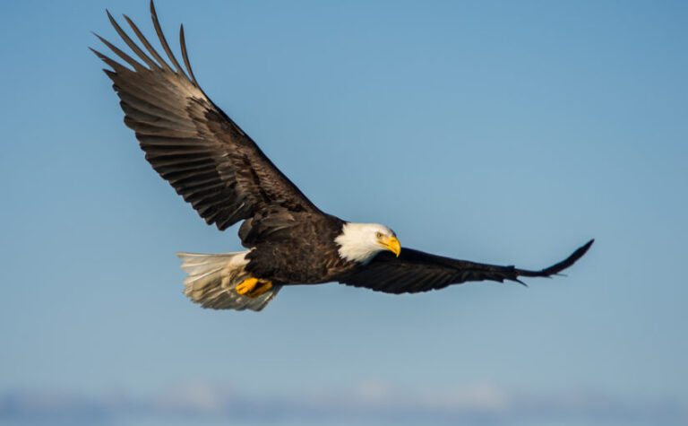 Duración de vida del águila: todo lo que necesitas saber