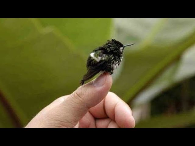 El ave más pequeña del mundo: sorprendentes detalles sobre el pájaro diminuto