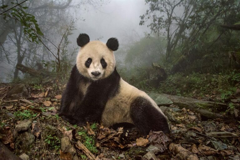 El encanto de los osos panda: una maravilla de la naturaleza