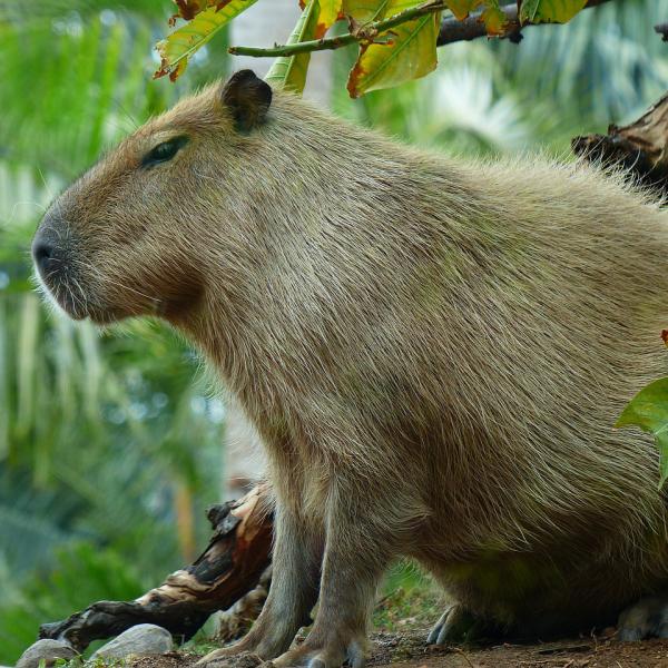 El encanto de tener una capibara como mascota