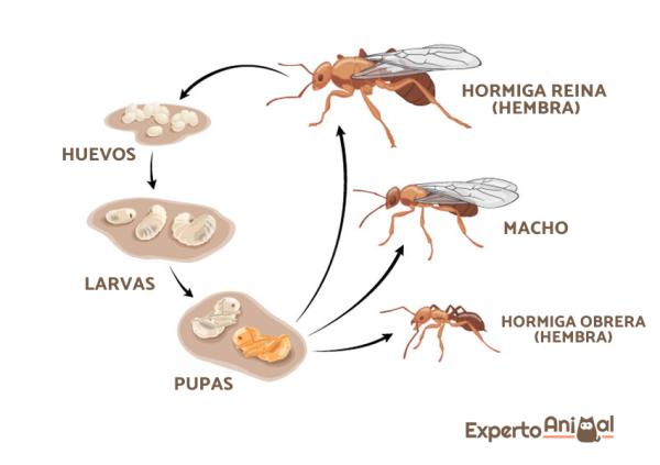 El fascinante ciclo de reproducción de las hormigas