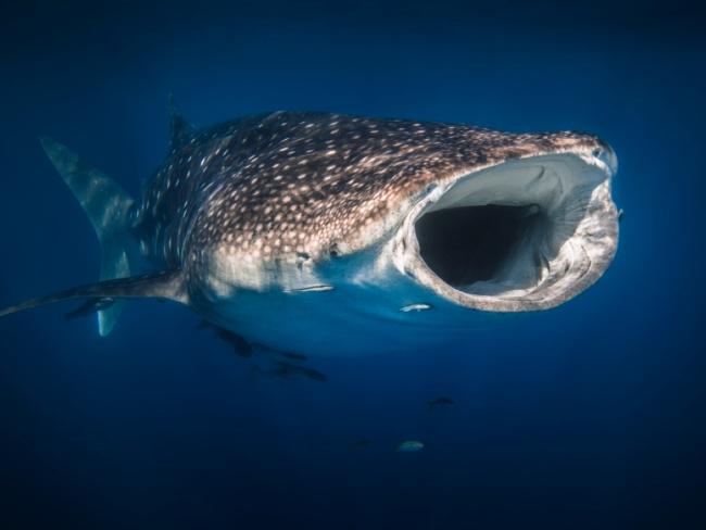 El fascinante mundo del tiburón ballena y otros tiburones