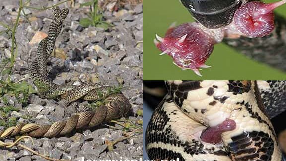 El fascinante proceso de nacimiento de las serpientes