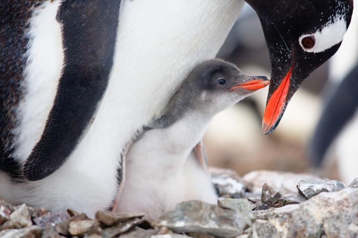 El fascinante proceso de nacimiento de los pingüinos: todo lo que debes saber