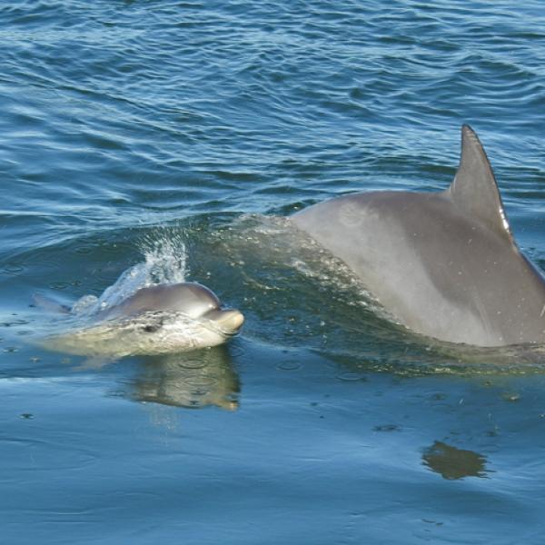 El fascinante proceso de reproducción y nacimiento de los delfines