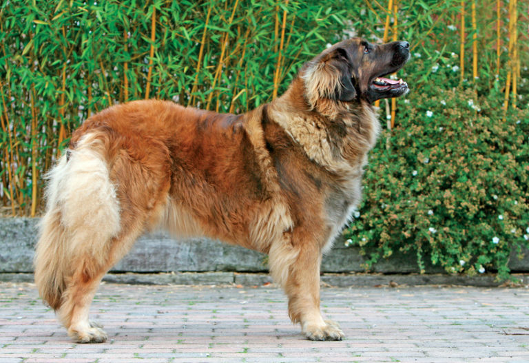 El majestuoso leonberger: una raza de perros imponente