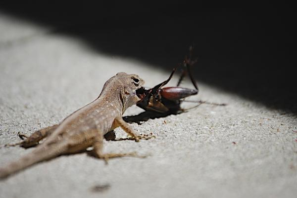 El sorprendente hábito alimenticio de las lagartijas: desde su nacimiento hasta su adultez
