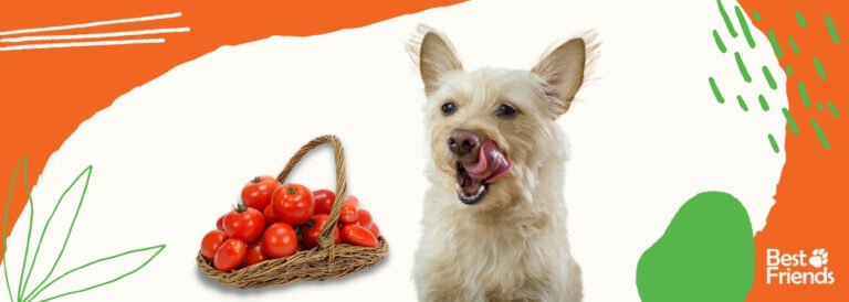 El tomate y los perros: información esencial