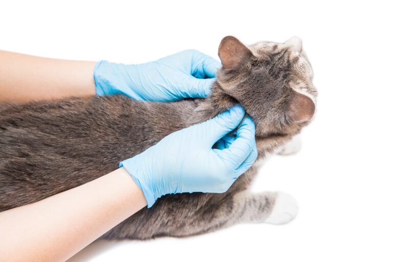 Elimina las pulgas en gatos de forma efectiva