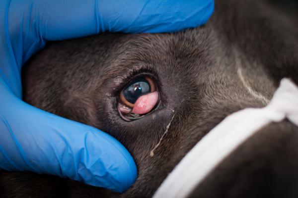 Enfermedades oculares en perros: diagnóstico y tratamiento completo