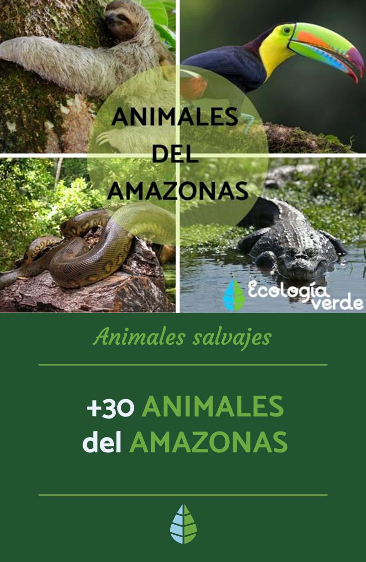 Explora la diversidad de animales del Amazonas con imágenes y nombres